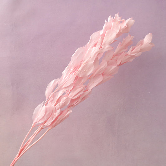 Ruscus Big Leaf Pink
