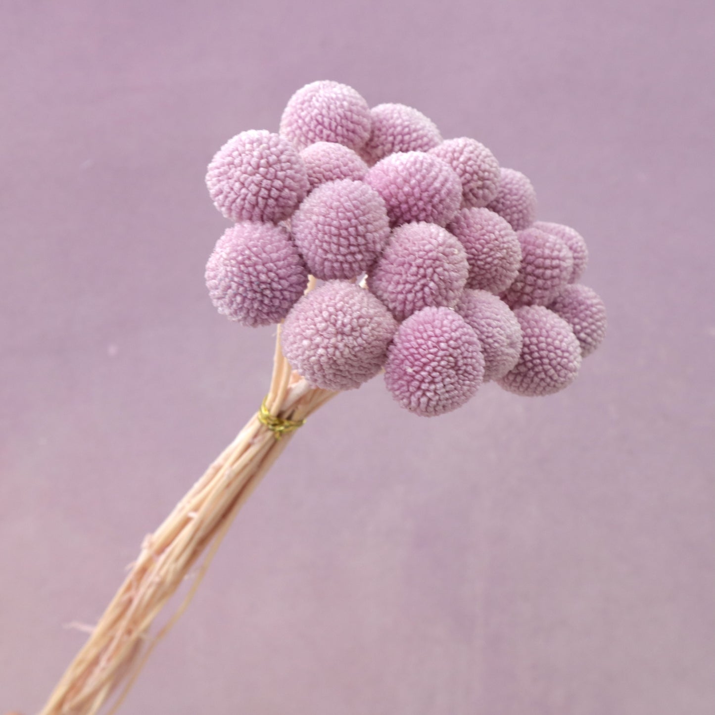 Billy Button Mauve