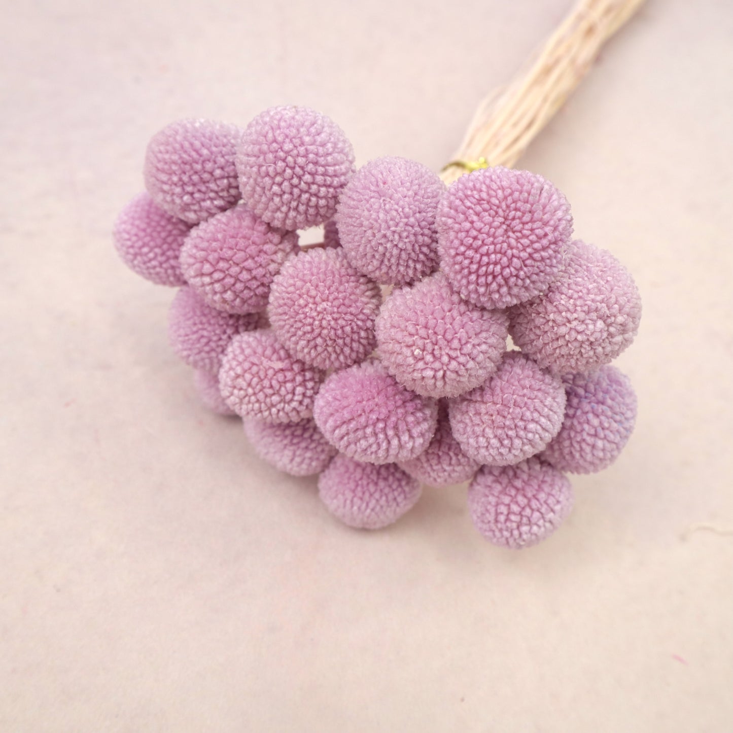 Billy Button Mauve