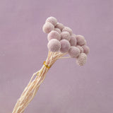 Billy Button Pastel Purple
