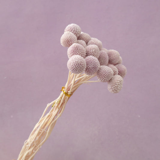 Billy Button Pastel Purple