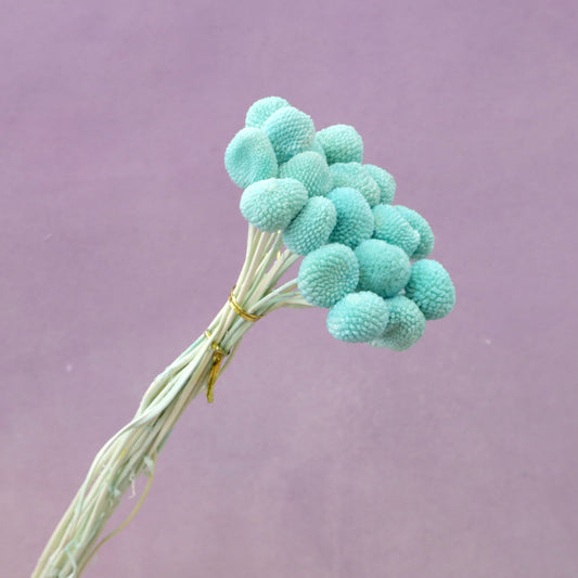 Billy Button Tiffany Blue