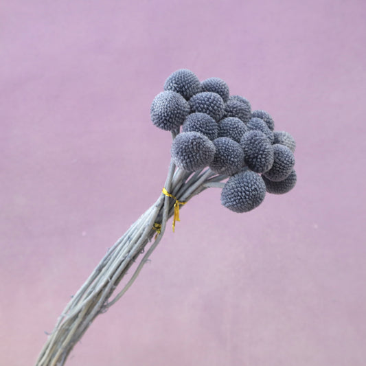Billy Button Dark Slate Gray