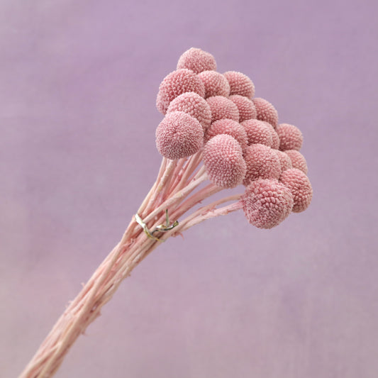 Billy Button Rouge Pink