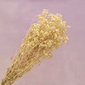 Baby's Breath Natural