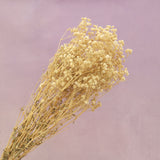 Baby's Breath Natural