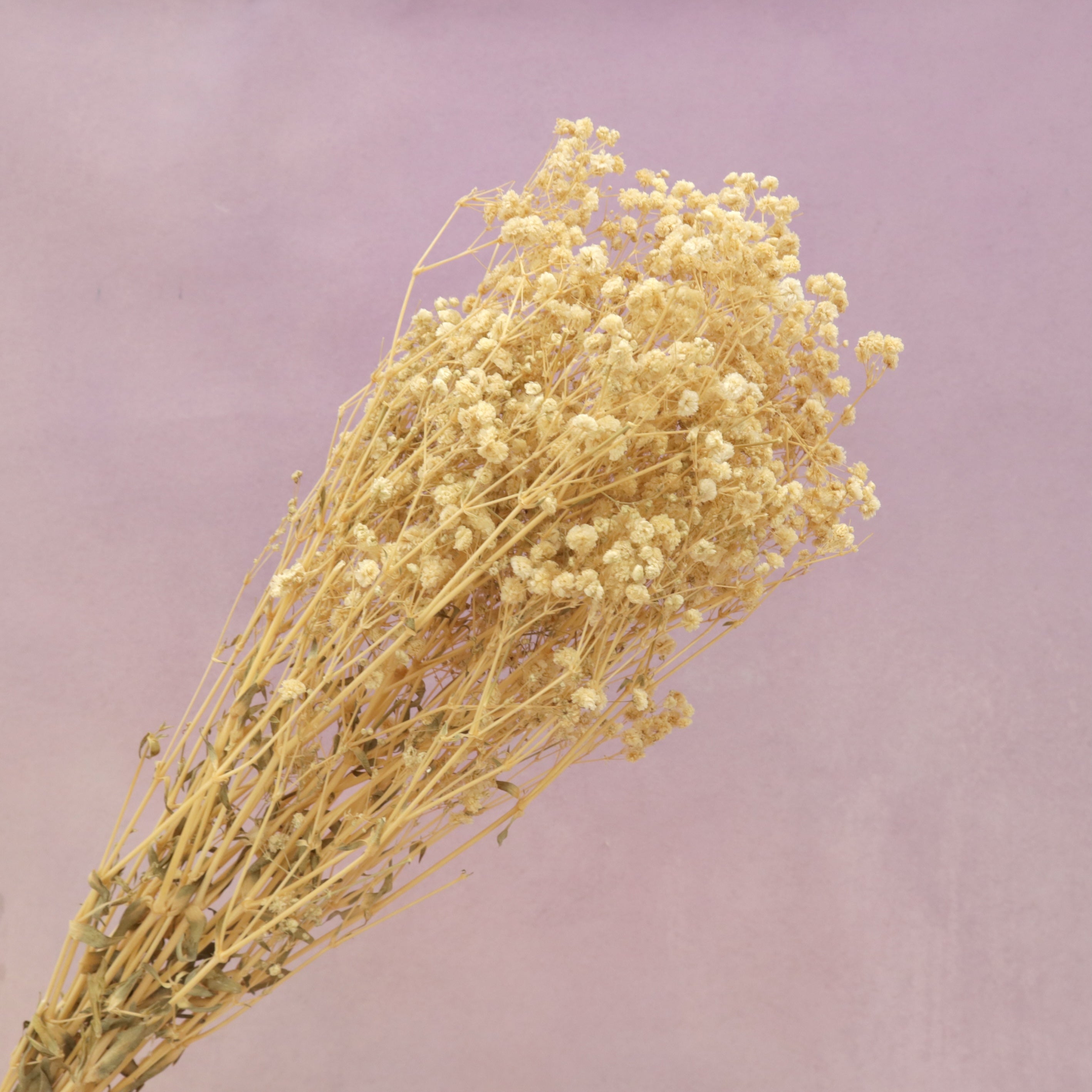 Baby's Breath Natural