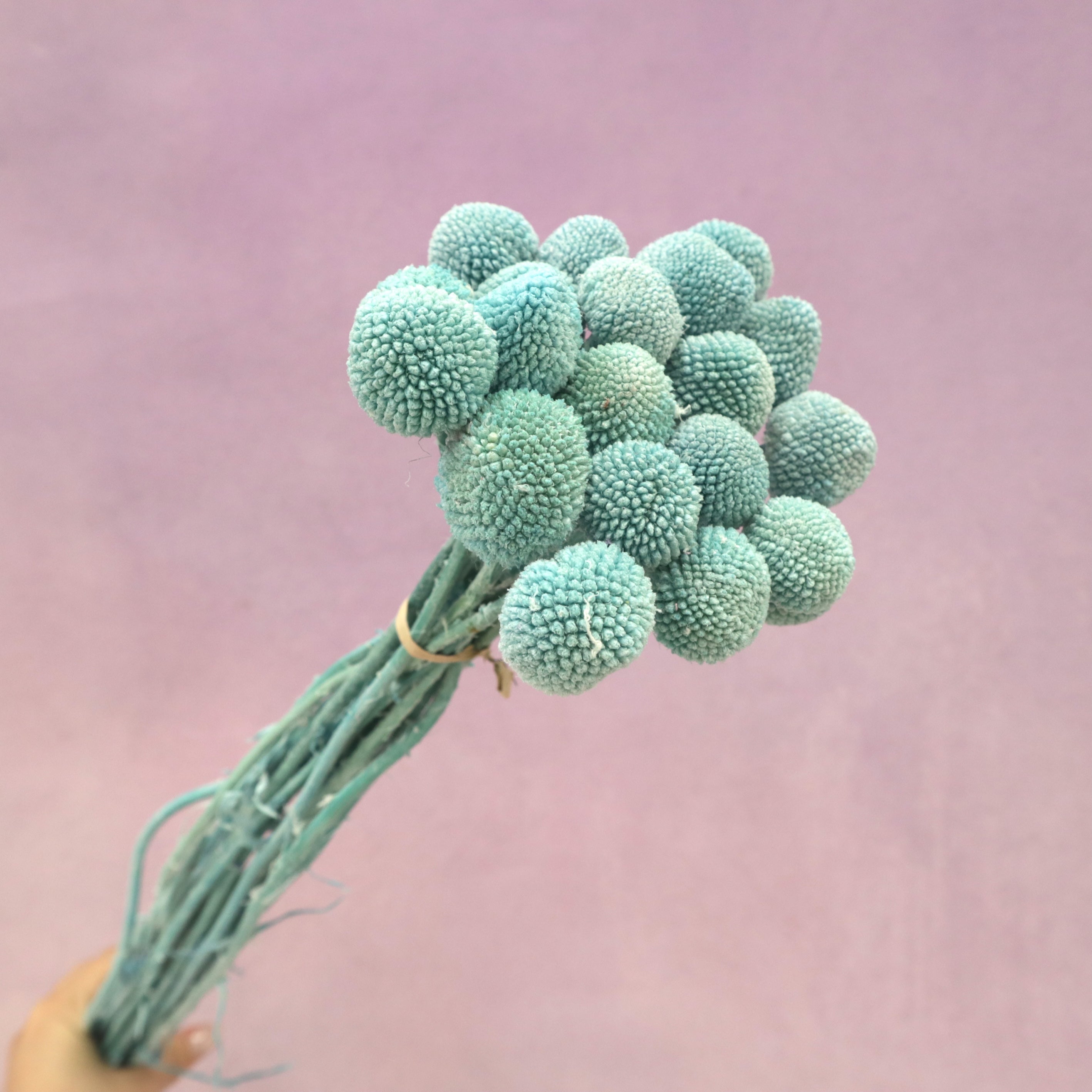 Billy Button Turquoise (clearance)