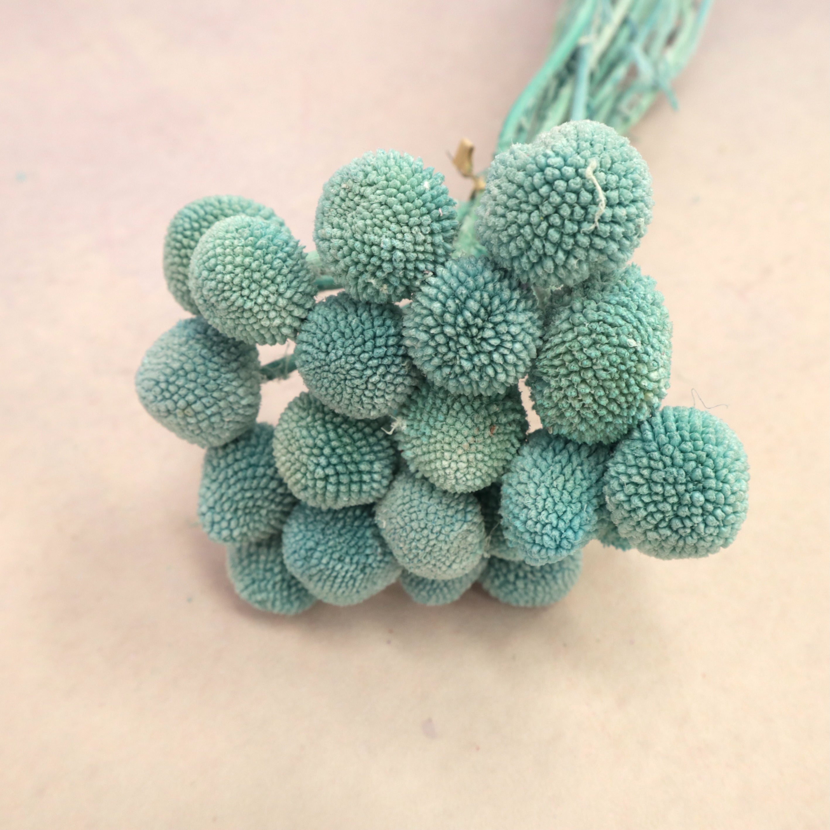 Billy Button Turquoise (clearance)