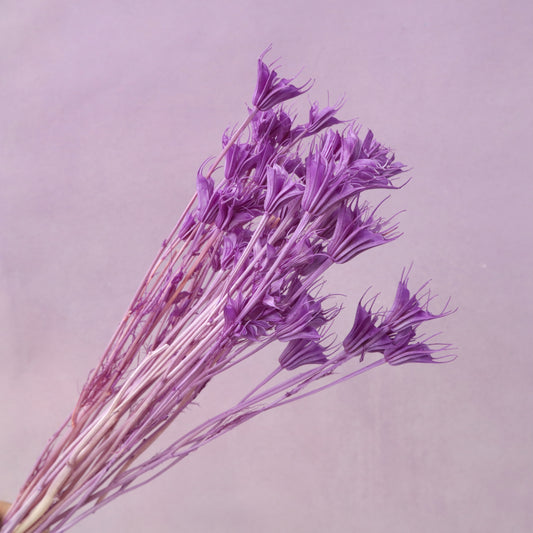 Nigella Lilac