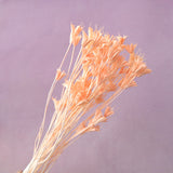 Nigella Peach