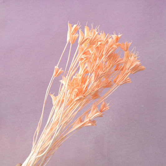 Nigella Peach