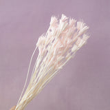 Nigella Pastel Pink