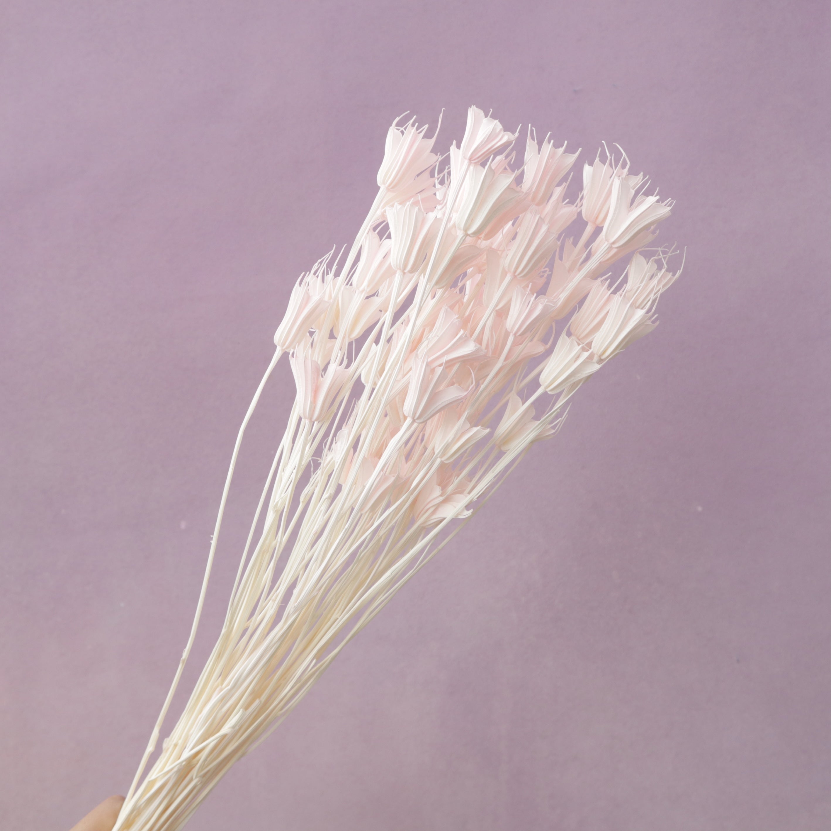 Nigella Pastel Pink