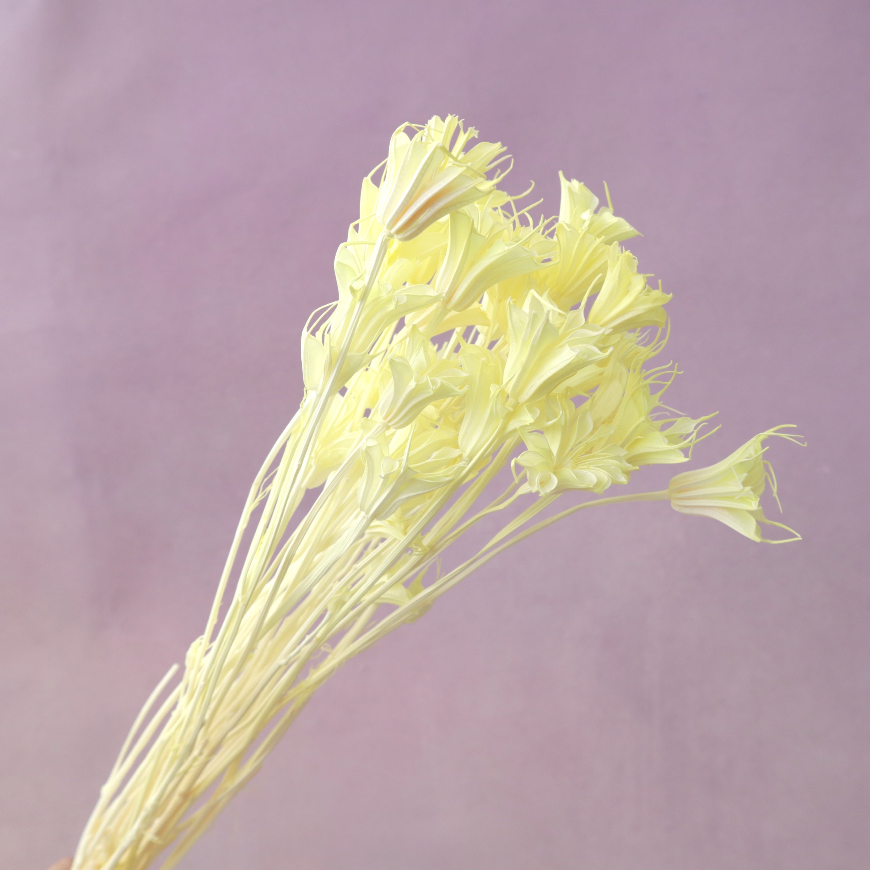 Nigella Yellow