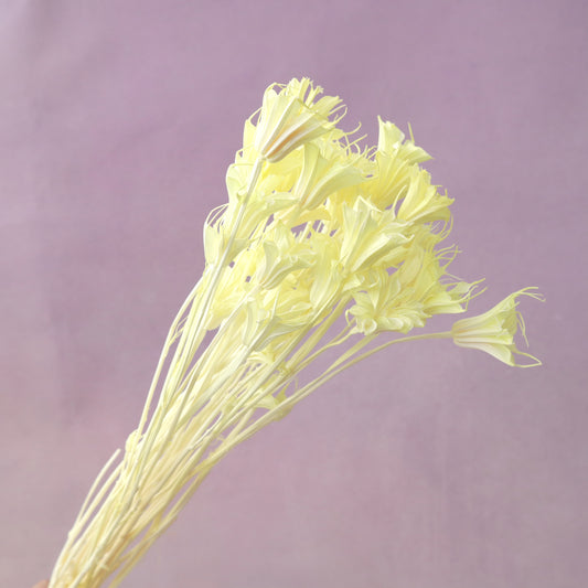 Nigella Yellow