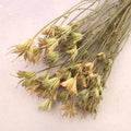 Nigella Natural