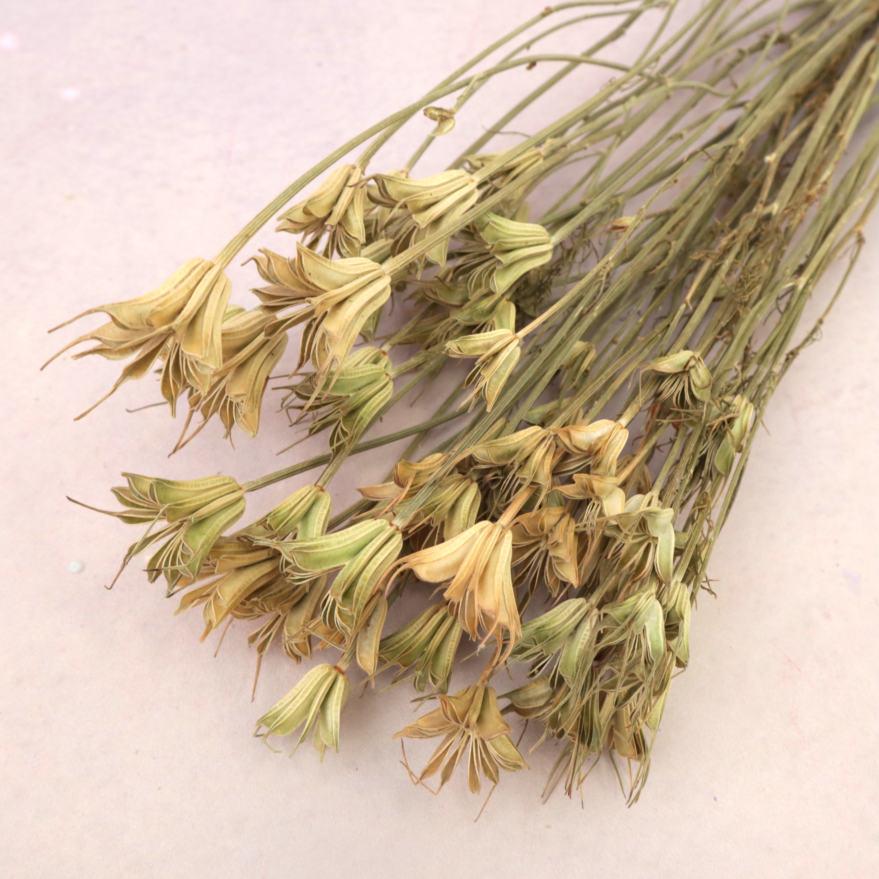 Nigella Natural