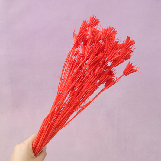Nigella Red