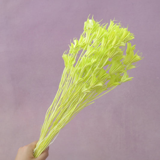 Nigella Lime