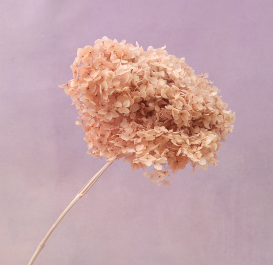 Annabelle Hydrangea Dusty Pink