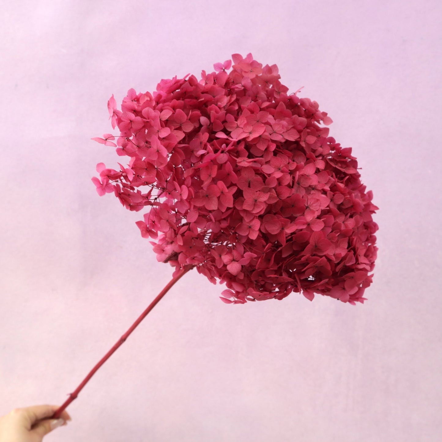 Annabelle Hydrangea Dark Fuchsia