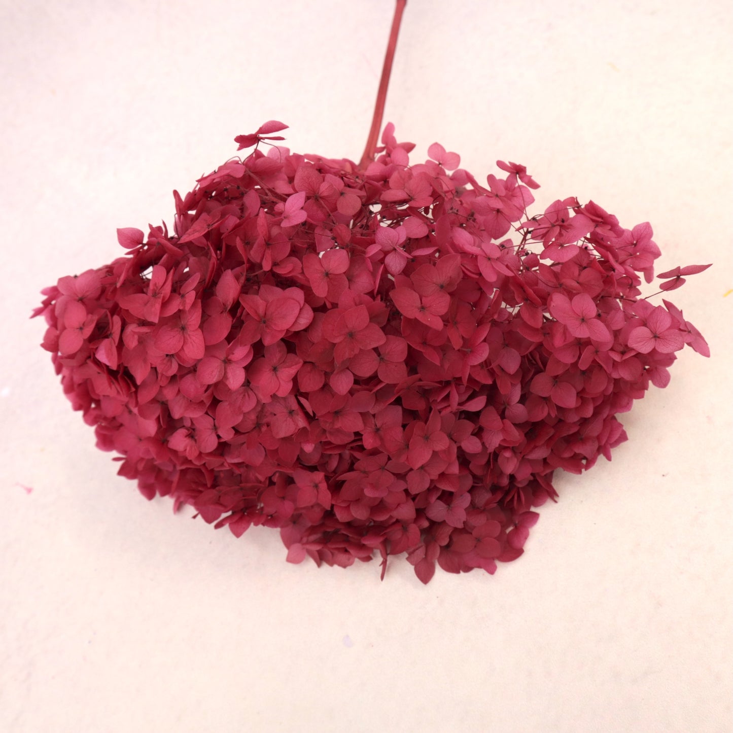 Annabelle Hydrangea Dark Fuchsia