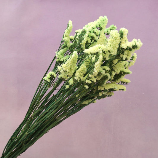 Statice Lime Yellow