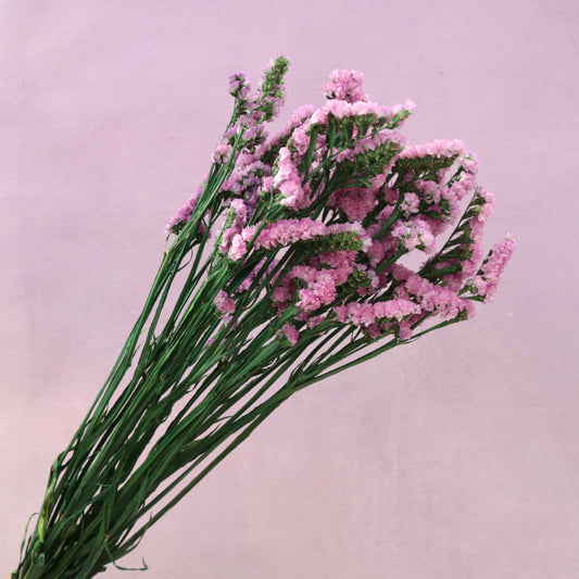 Statice Pink
