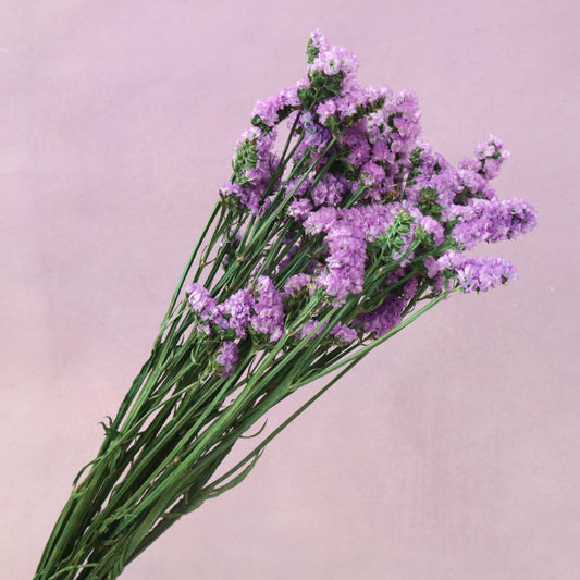 Statice Lilac