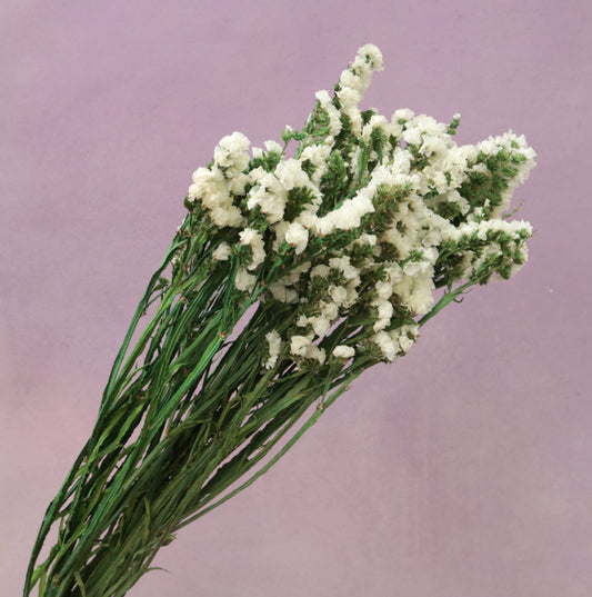 Statice White
