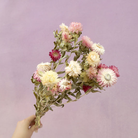 Strawflowers Mixed Pink