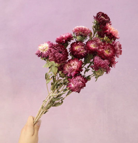 Strawflowers Burgundy