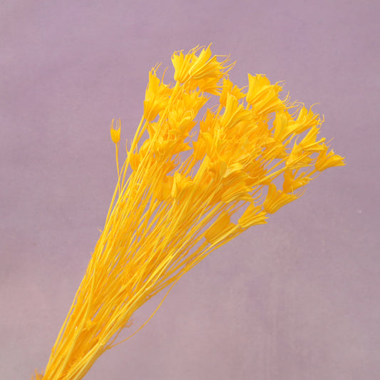 Nigella Orange