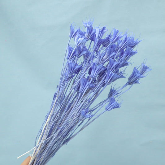 Nigella Sea Blue