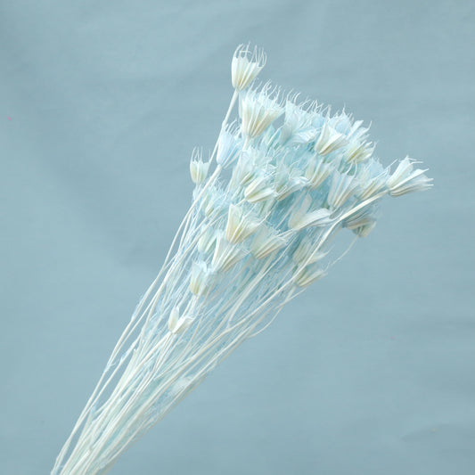 Nigella Baby Blue