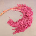 Amaranthus Hot Pink