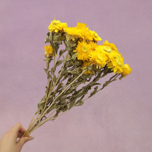 Strawflowers Yellow