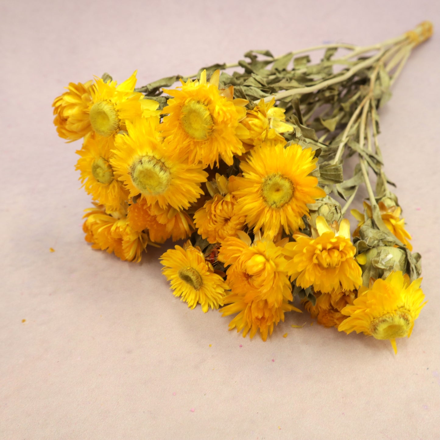 Strawflowers Yellow