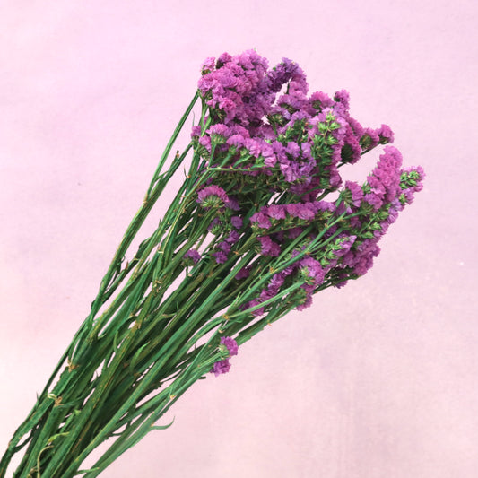 Statice Violet
