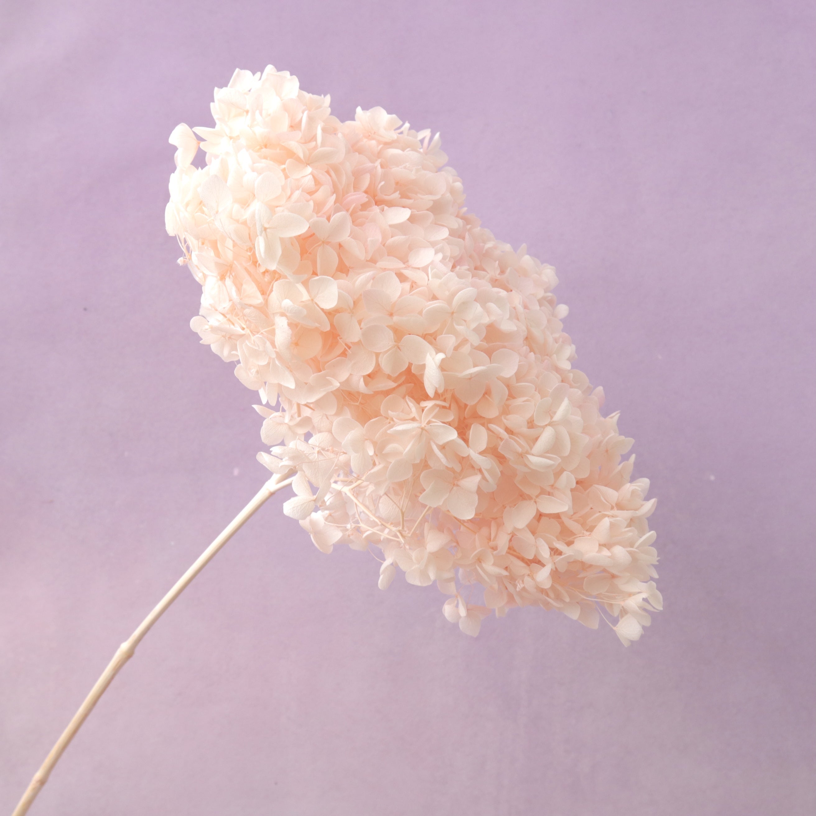 Annabelle Hydrangea Pastel Peach