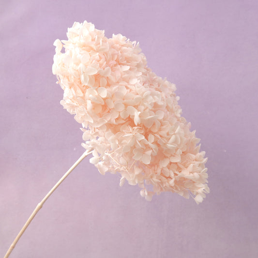 Annabelle Hydrangea Pastel Peach