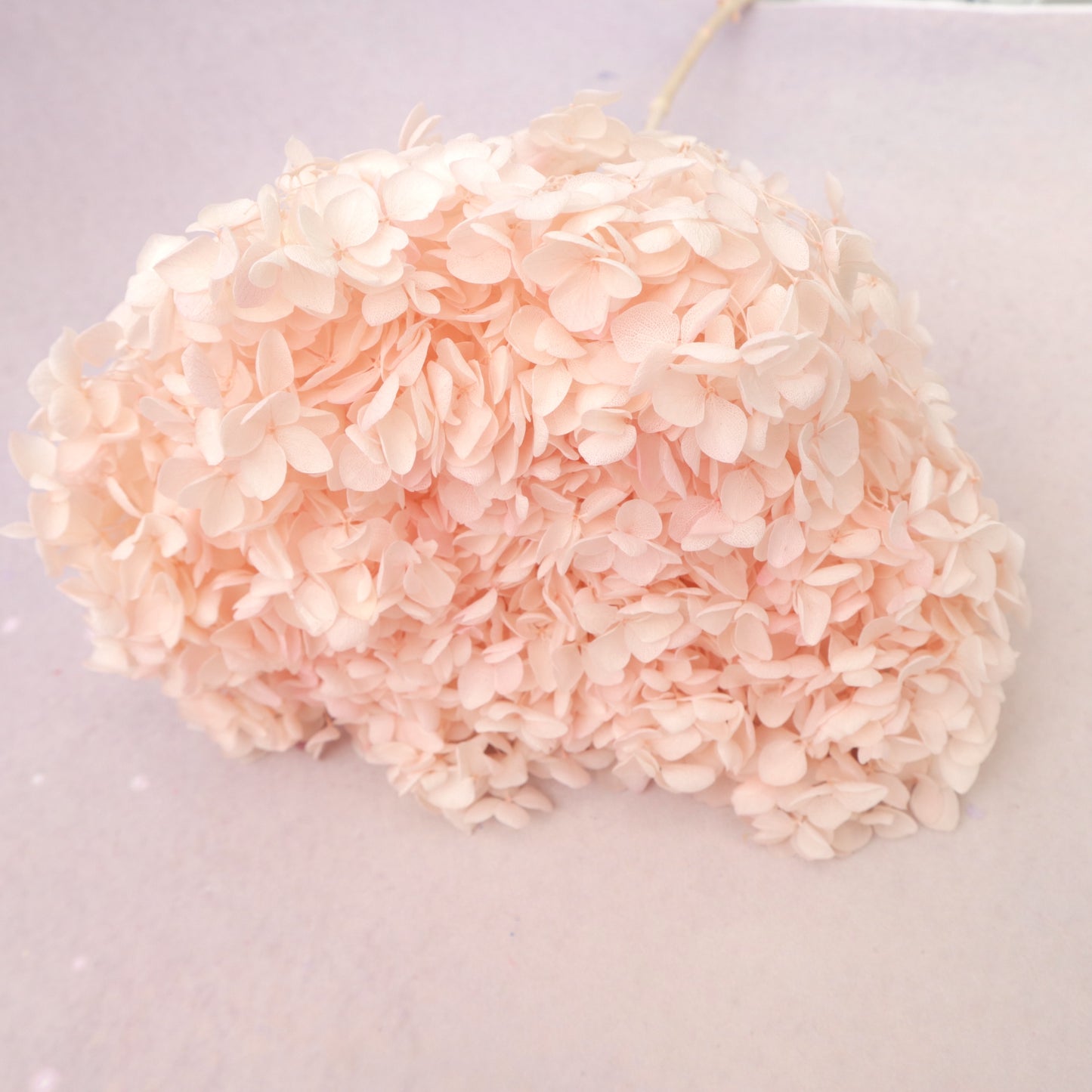 Annabelle Hydrangea Pastel Peach
