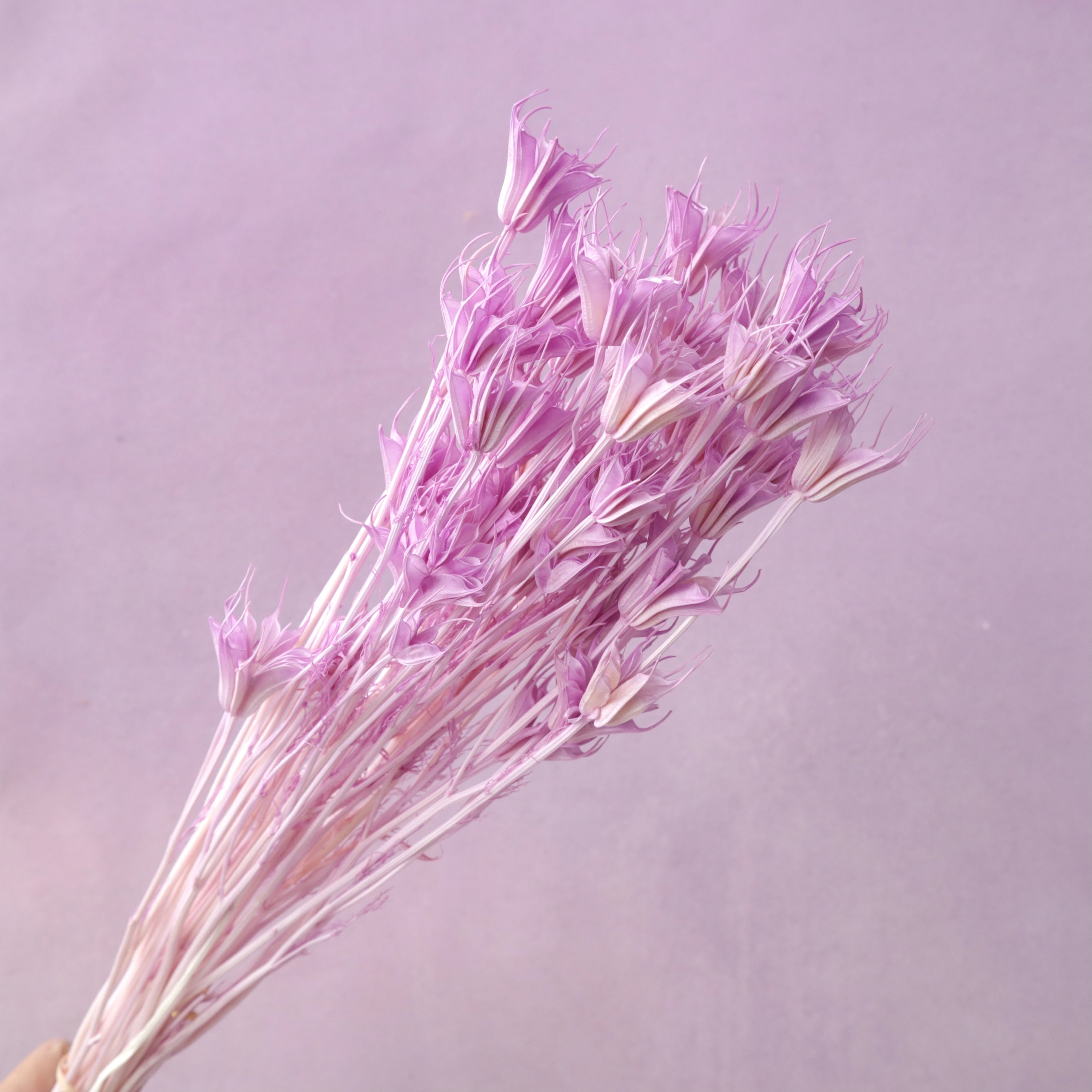 Nigella Mauve