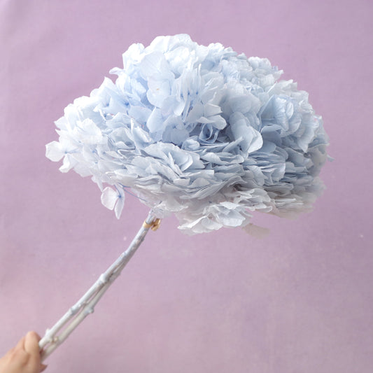 Hydrangea Bigleaf Baby Blue