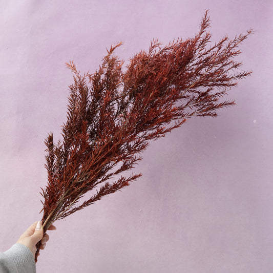 Melaleuca Bracteata Burnt Orange