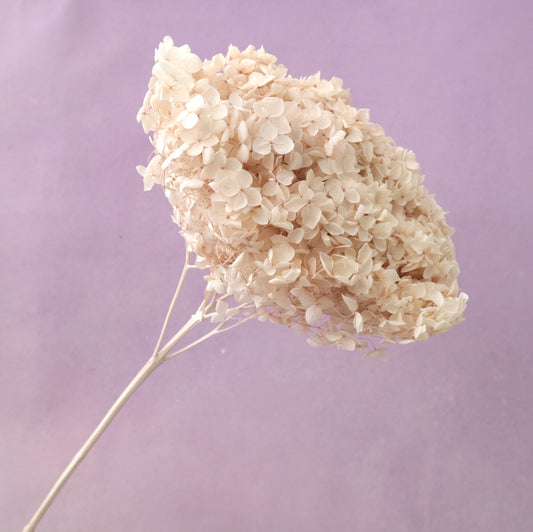 Annabelle Hydrangea Beige