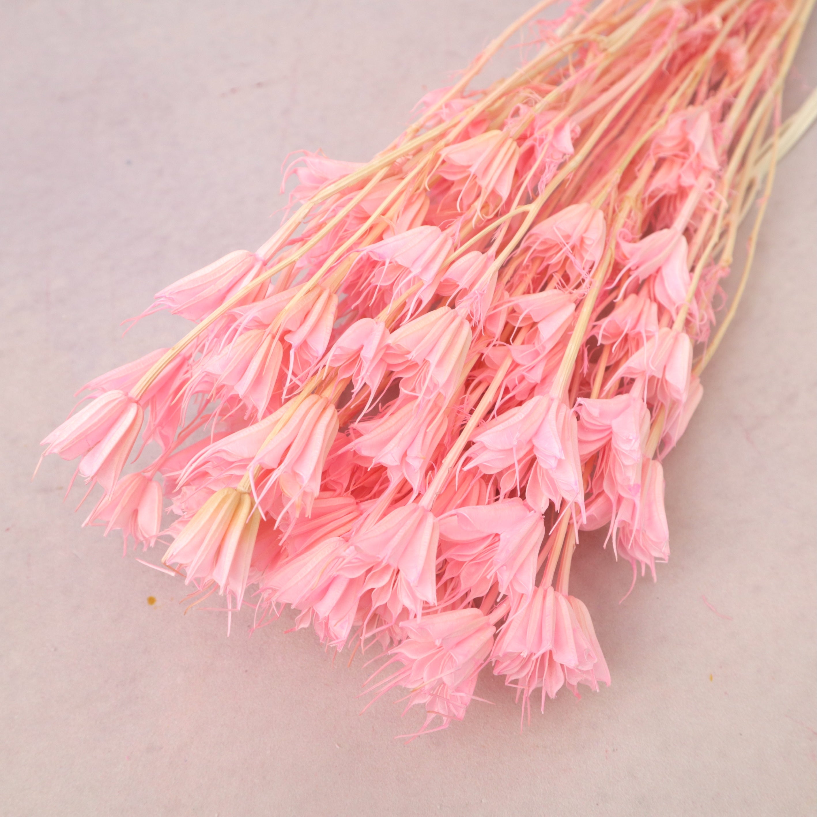 Nigella Bright Pink