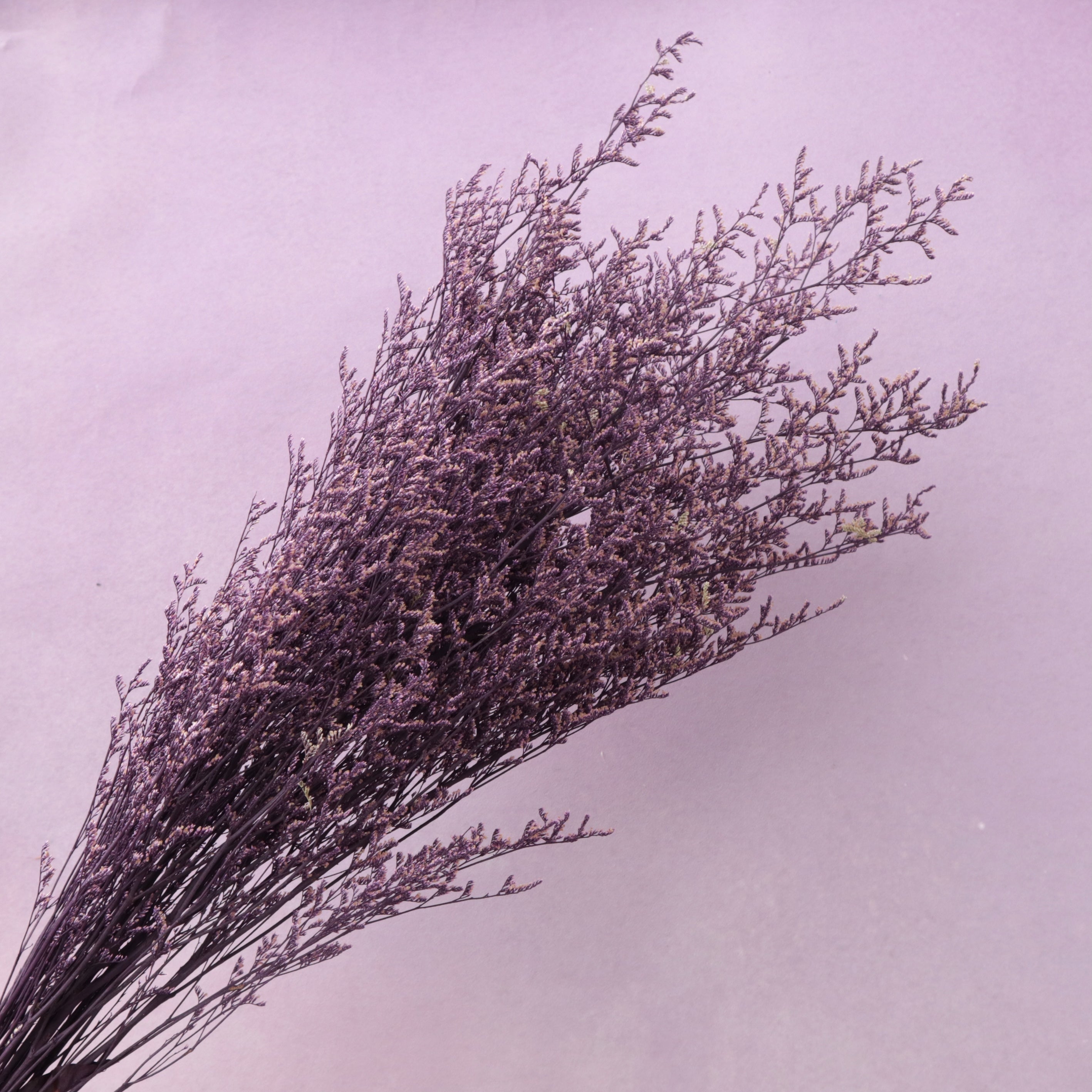 Misty Snowy Purple