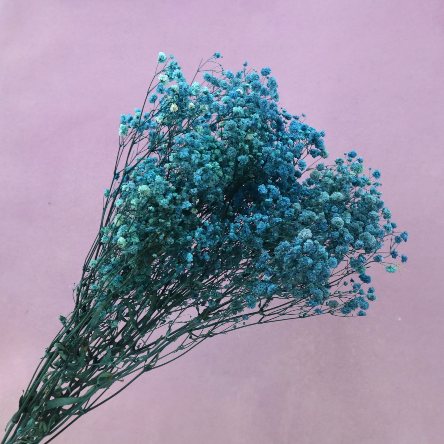 Baby's Breath Peacock Blue